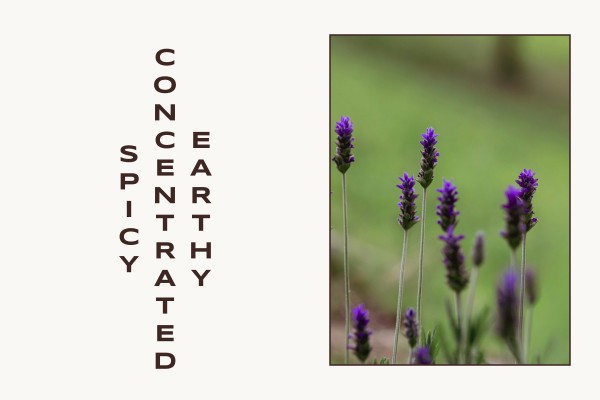 earthy concentrated spicy