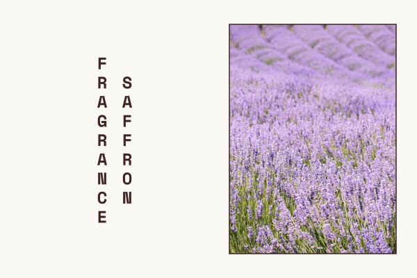 saffron fragrance