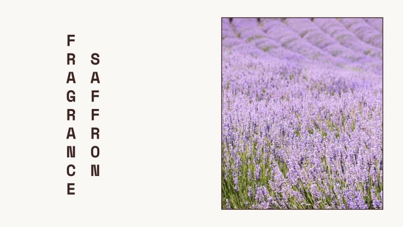 saffron fragrance